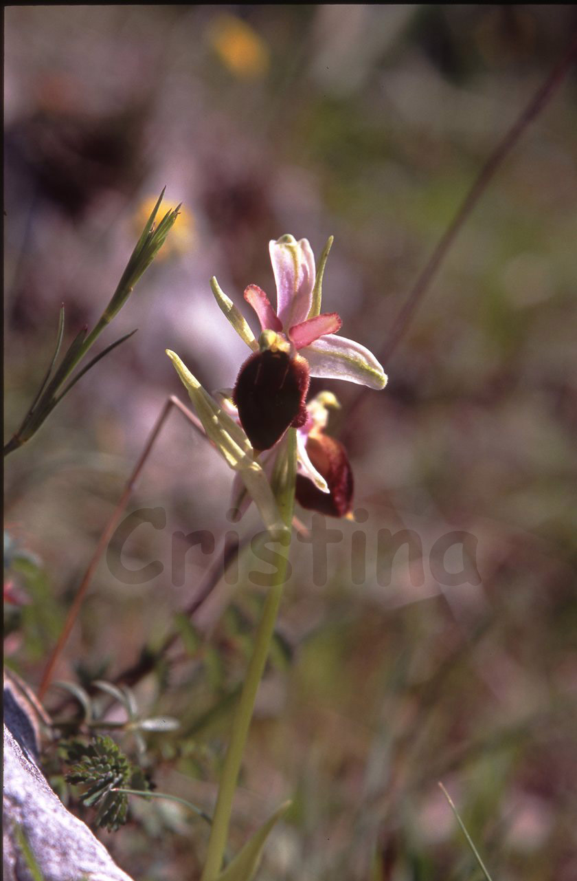 Ophrys biscutella